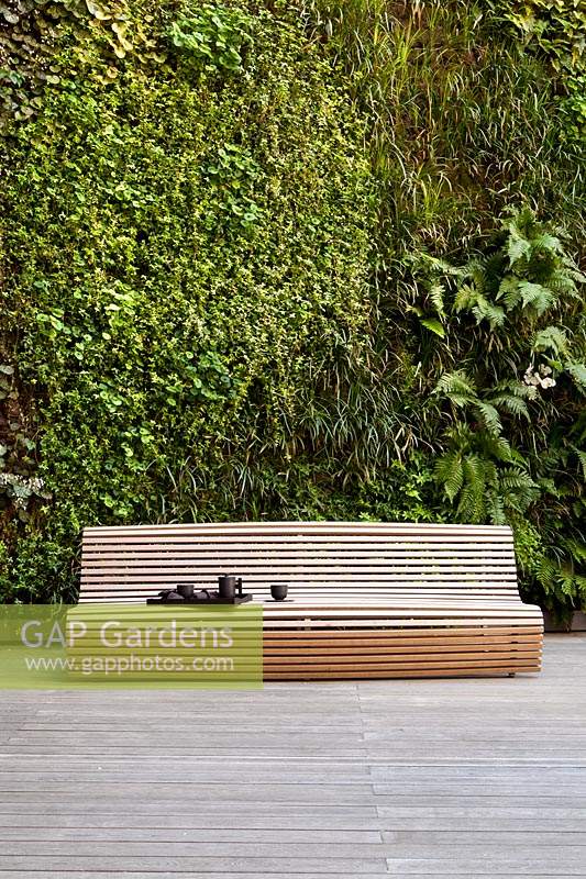 Modern, wooden bench set against living green wall in modern garden. 
