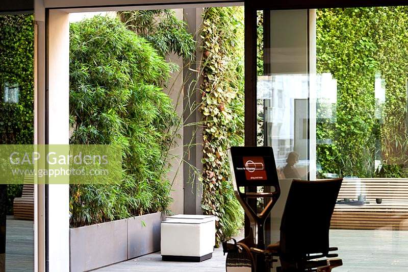 View from within house to modern courtyard garden with vertical living walls. 
