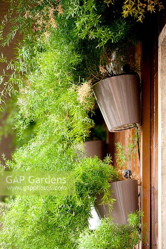 Asparagus densiflorus 'Sprengeri' spills out of vertical planters in small terrace garden.
