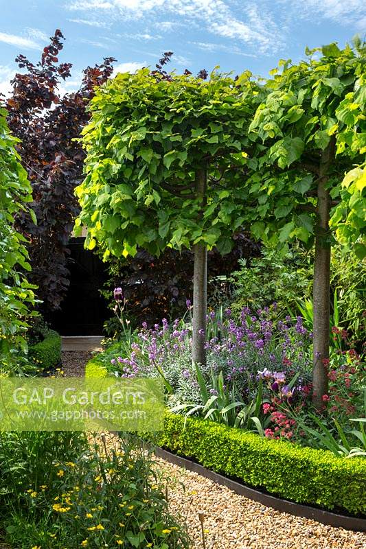 View of curving border, with dwarf box edging. Pleached Tilia platyphyllos - limes - are underplanted with perennials. 
