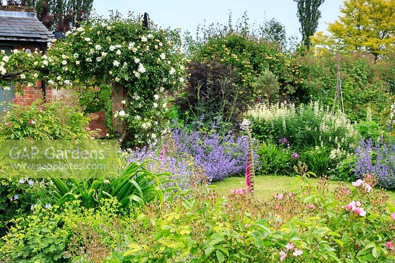 Borders with mixed planting including Nepeta 'Six Hills Giant', Roses, Digitalis, tree lupins and Rosa 'AlbÃ©ric Barbier' 