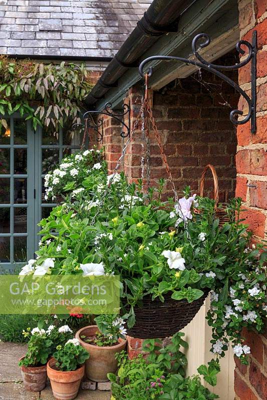 Hanging baskets on the patio feature white flowers, including petunias, Verbena and Bacopa cordata.