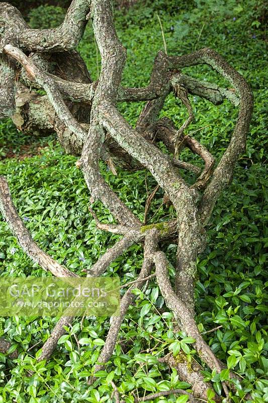 Ulmus 'Camperdownii' and Vinca minor - Camperdown Elm twisted trunk with Periwinkle groundcover beneath