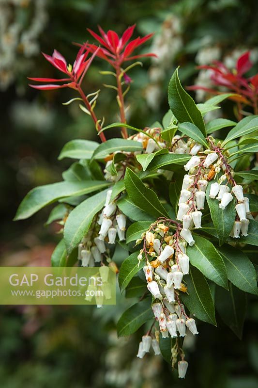 Pieris japonica 'Mountain Fire' - Japanese Andromeda blossoms and foliage