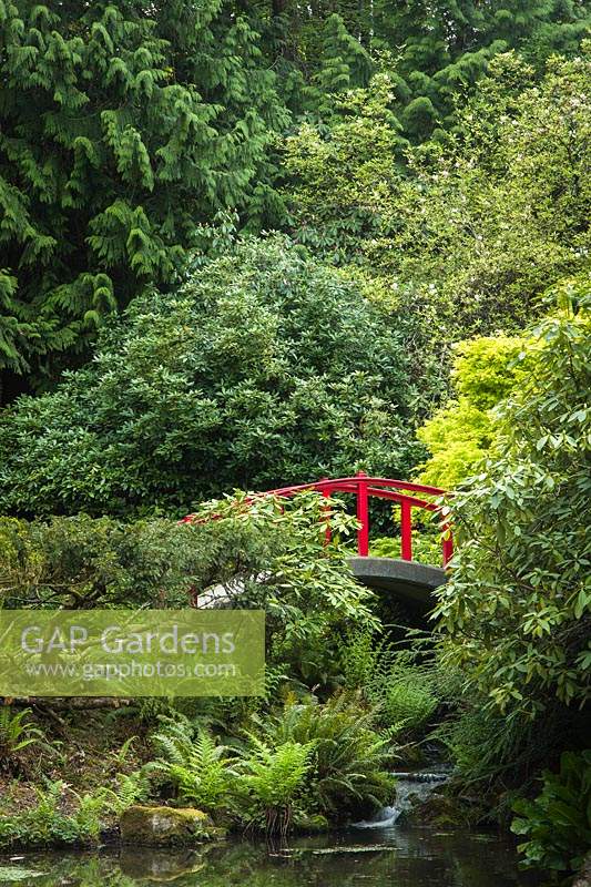 Acer palmatum, Japanese Maples and Rhododendrons framing red moon bridge - Kubota Garden