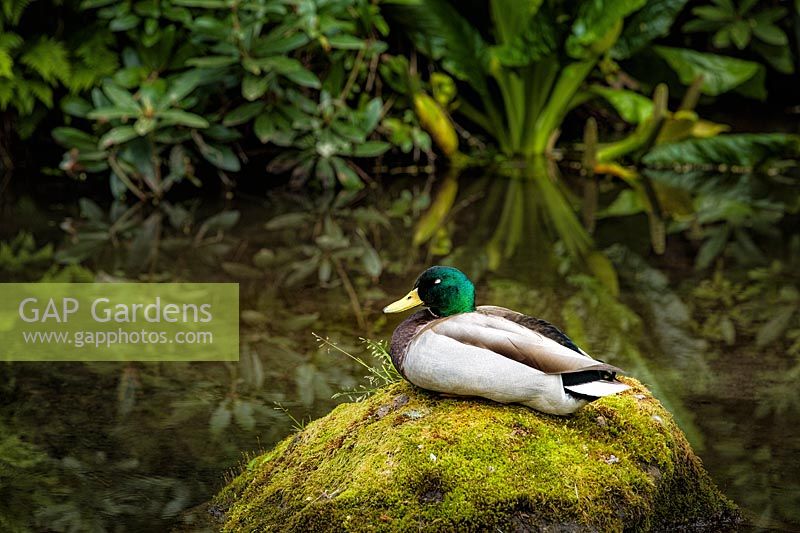 Anas platyrhynchos - Male mallard duck on moss-covered rock with skunk cabbage soft focus in background
