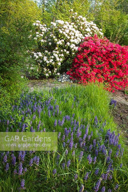 Ajuga reptans, Rhododendron and Ajuga in lawn with red and white Rhododendrons 