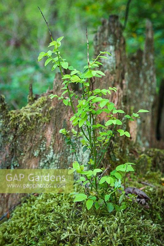 Vaccinium parvifolium - Red Huckleberry seedling among moss on rotting stump