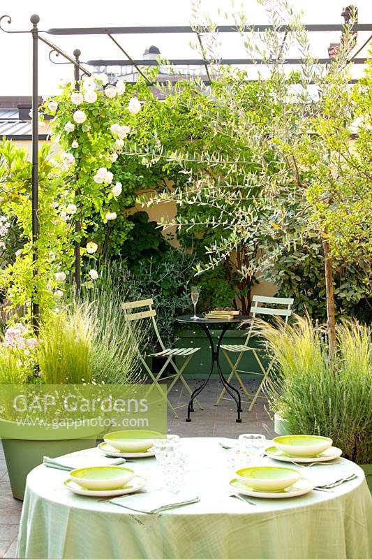 Terrace with outdoor dining table and seating area under pergola with climbing rose Rosa 'brise parfum'