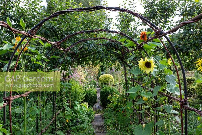 Tunnel in the vegetable garden, lined with sunflowers. Barnsley House Gardens, Gloucestershire, UK. 