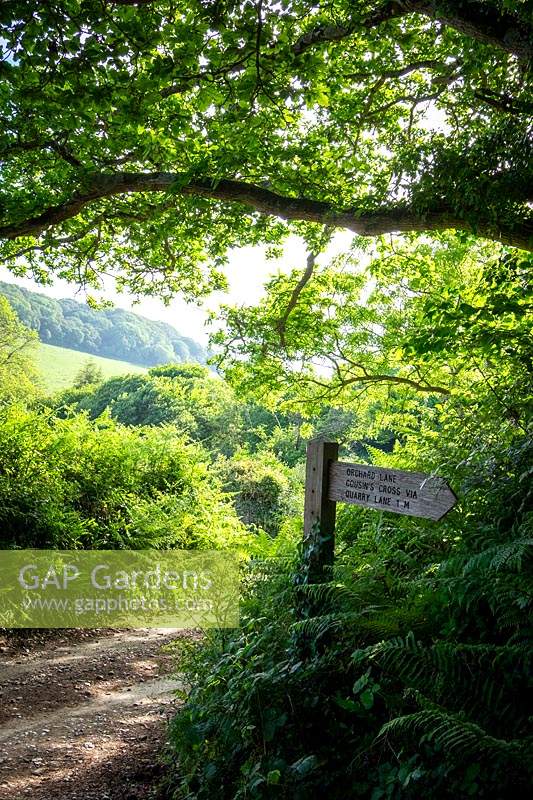 Ancient Holloway green lane near Chivelstone, Devon in early summer