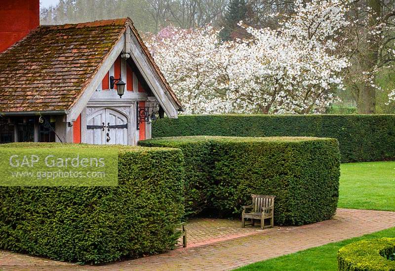 Formal clipped hedging at entrance to cottage with Prunus 'Tai-haku', Great White Cherry tree in blossom.