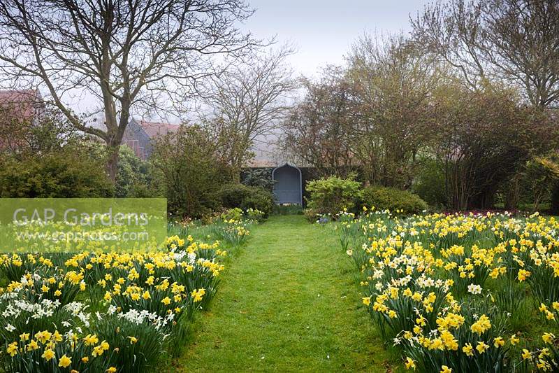 A carpet of Daffodils at Wyken Hall Garden, Suffolk, UK. 