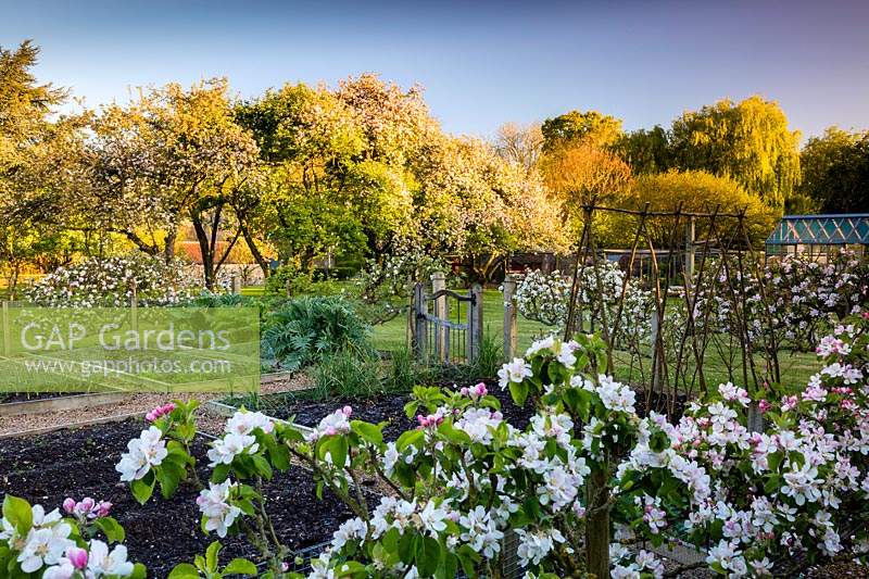 The Vegetable garden at Wyken Hall Garden, Suffolk, UK.