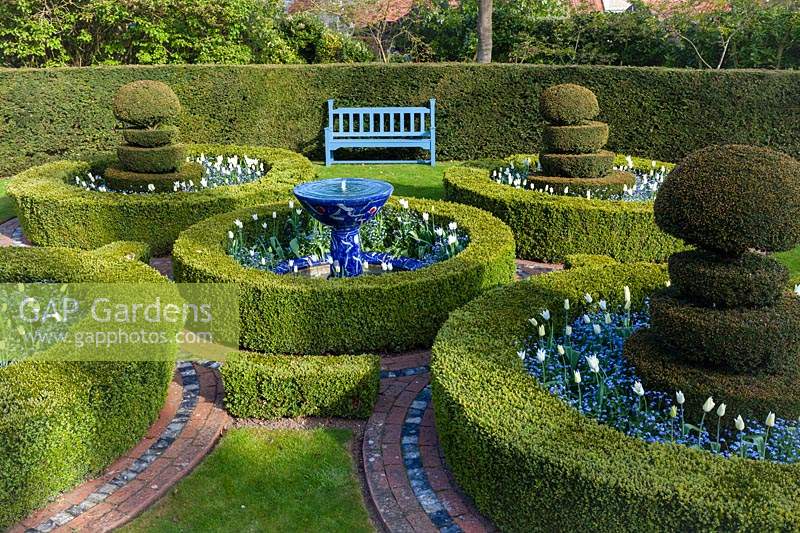 Box and Yew topiary quincunx with forget-me-not and Tulipa 'White Triumphator' at Wyken Hall Garden, Suffolk, UK. 