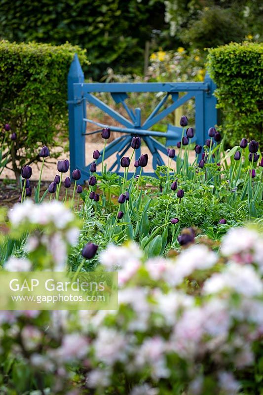 Tulipa 'Queen of Night' against a painted blue gate in the Cottage garden at Wyken Hall Garden, Suffolk.