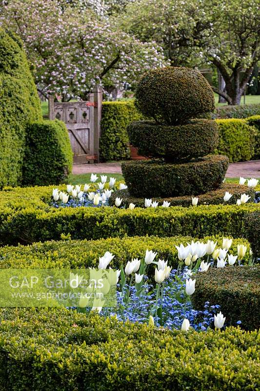 Box and Yew topiary quincunx with forget-me-not and Tulipa 'White Triumphator' at Wyken Hall Garden, Suffolk, UK.