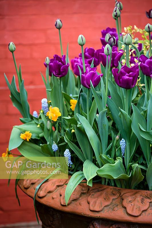 Mixed container planting including Muscari armeniacum 'Valerie Finnis', Tulip 'Black Hero', Tulipa 'Passionale'. Wyken Hall Garden.