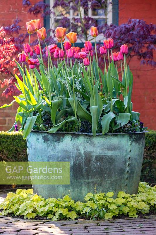 Tulip 'Brown Sugar' and Tulip 'Aleppo' growing in rustic antique copper container. Wyken Hall Garden, Suffolk.
