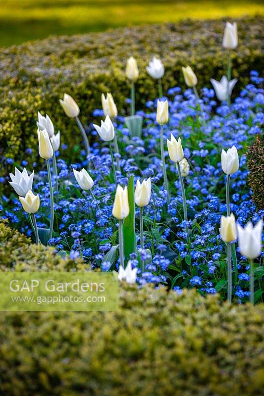 Tulip 'White Triumphator' and Myosotis - Forget-me-not - growing with Buxus - Box topiary at Wyken Hall Garden, Suffolk, UK. 