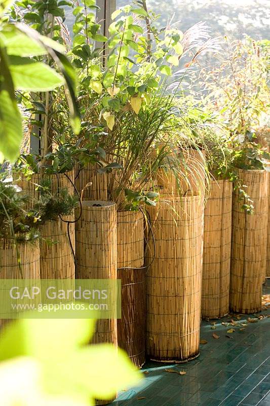 Planters surrounded with bamboo roll with Miscanthus sinensis 'zebrinius'