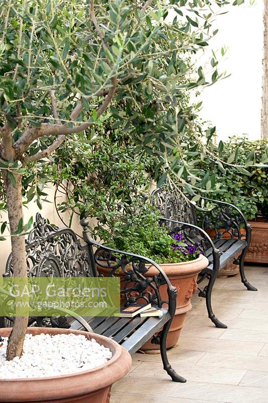 Black benches in courtyard with Olive tree and Trachelospermum in containers.