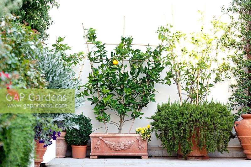 Citrus sinensi - small espaliered tree on a plant support in terracotta pot on Mediterranean style terrace. 