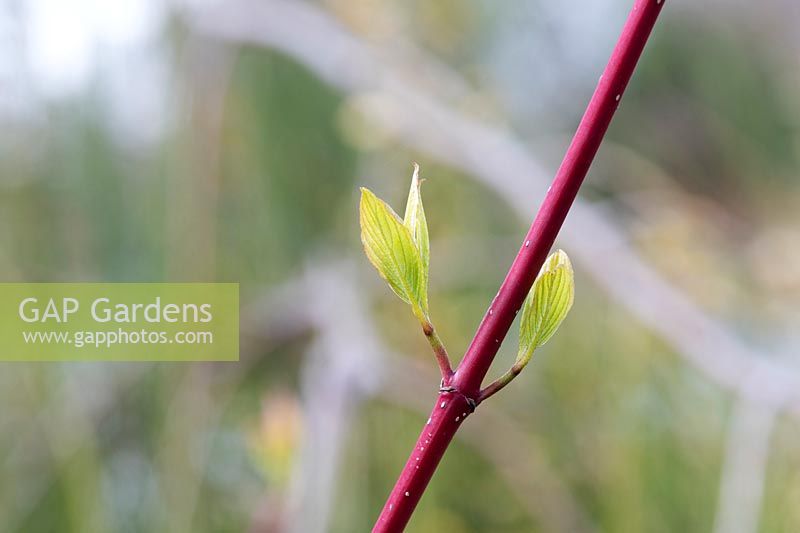 Cornus alba sibirica - Siberian dogwood new leaves in spring
