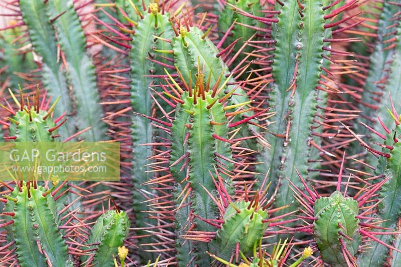 Euphorbia enopla - Pincushion euphorbia
