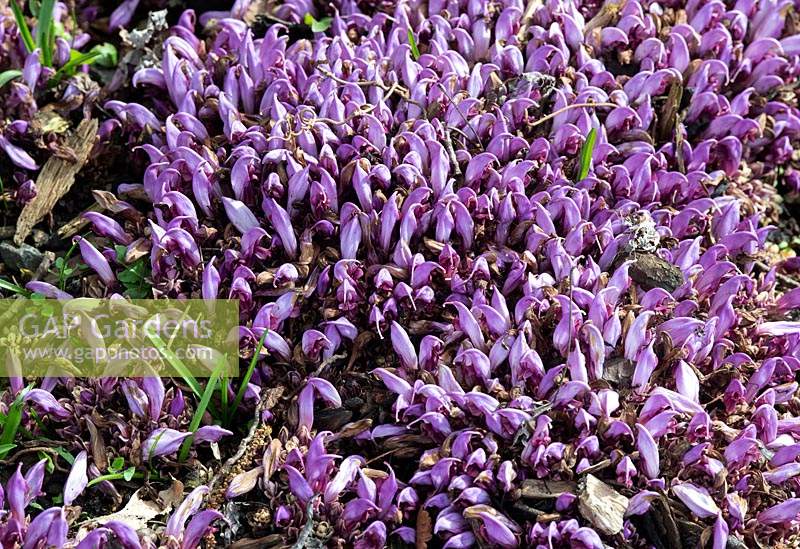 Lathraea clandestina - Purple toothwort in spring