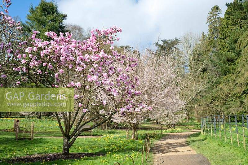 Magnolia 'Caerhays belle' tree - Batsford arboretum