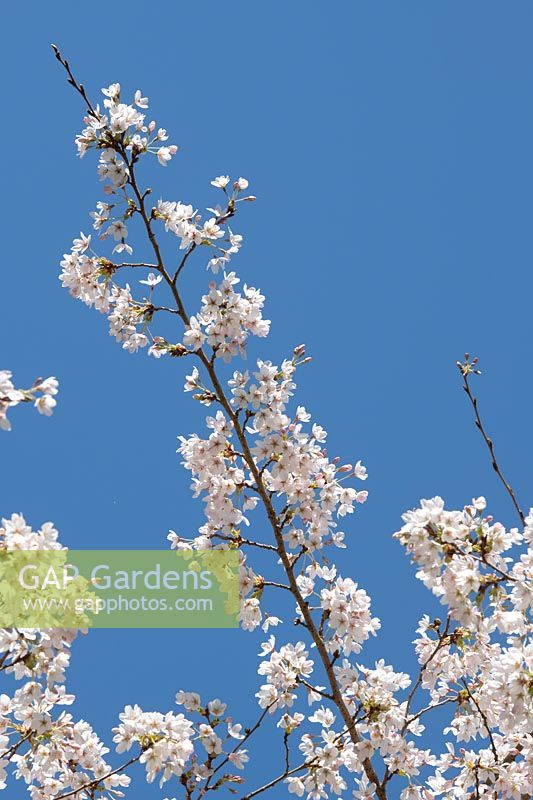 Prunus 'Pandora' -  Cherry 'Pandora' blossom