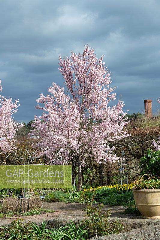 Prunus pendula Ascendens rosea - Japanese flowering cherry tree at RHS Wisley garden - March