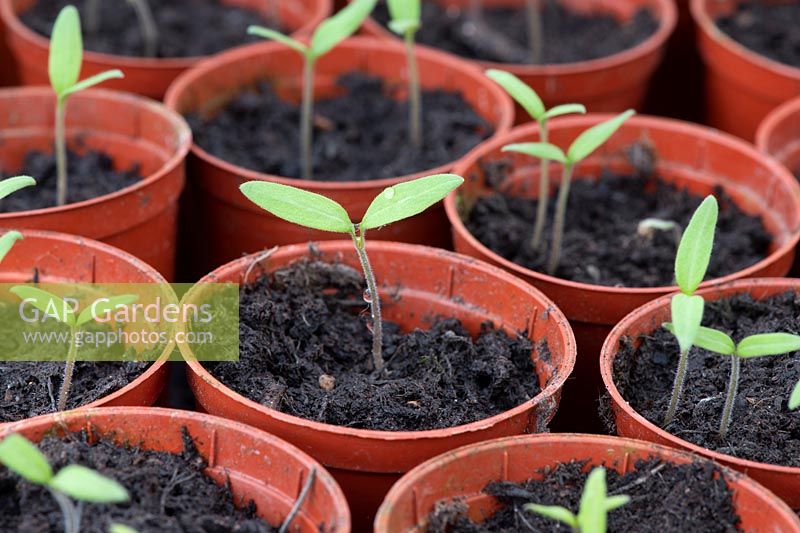 Solanum lycopersicum - Tomato seedlings in pots