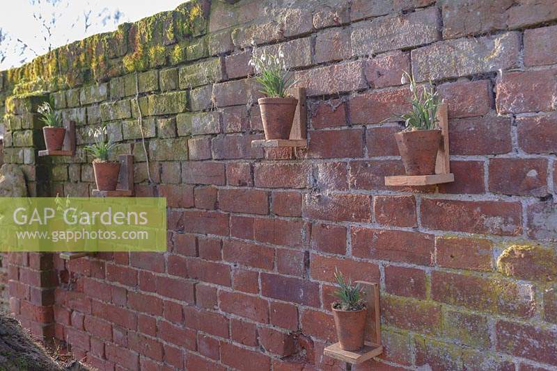 Brick wall with Galanthus Nivalis - snowdrops in terracotta pots on home built wooden stands in February.