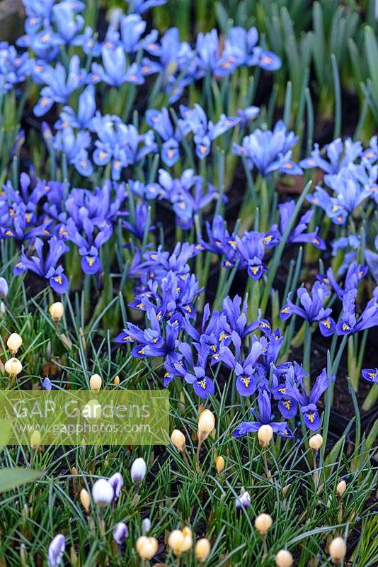 Iris reticulata 'Alida' and 'Harmony' in pots with crocus, February. 