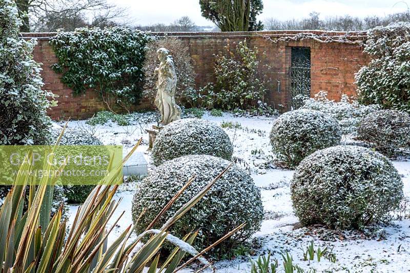 View across sunken walled garden, with balls of Phillyrea angustifolia dusted in snow and statue of Artemis - Diana looking on