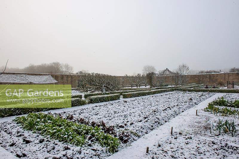 View of the walled kitchen garden in snow, with box hedging and Chard in foreground