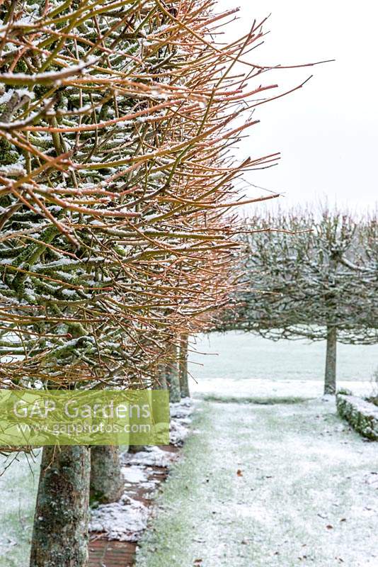 Orange branches of pleached limes in winter 