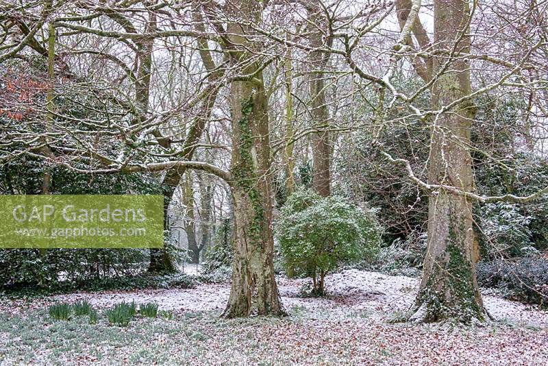 The woodland with a dusting of snow. 