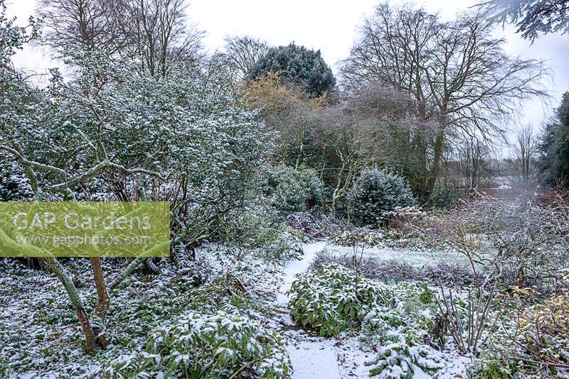 Osmanthus delavayi covered in snow, underplanted with Helleborus and ferns. 