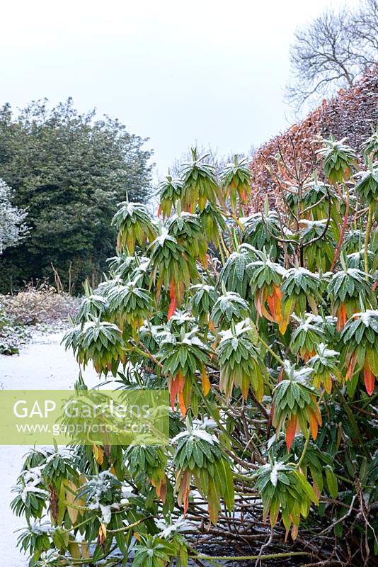 Euphorbia mellifera foliage standing out in the snow