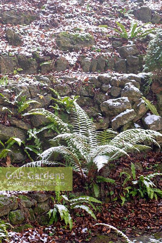 Snow-dusted ferns in a dry stone wall - January.