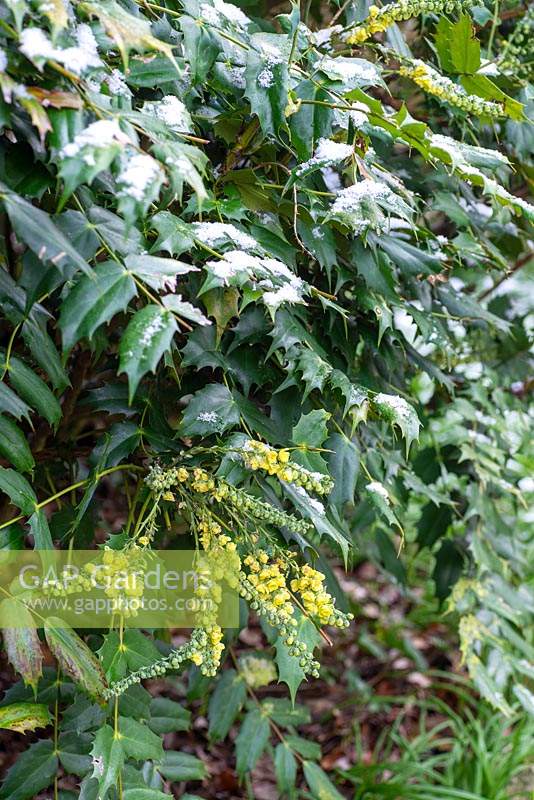 Mahonia japonica - Scented yellow flowers in winter 