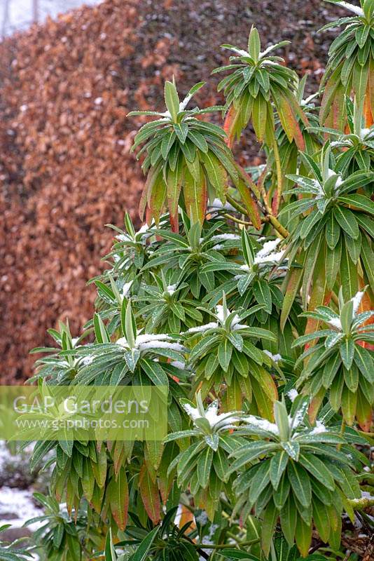 Euphorbia mellifera - Canary spurge
