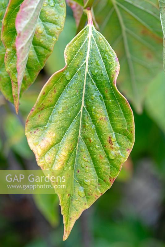 Viburnum japonicum leaf