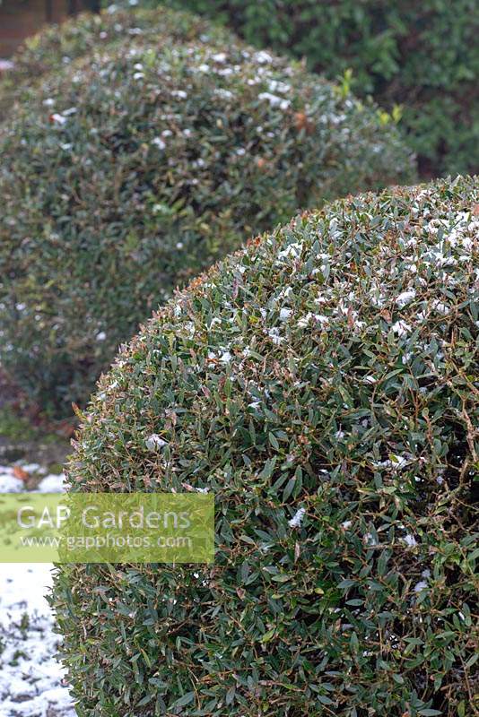 Balls of Phillyrea angustifolia - Narrow-leaved mock privet