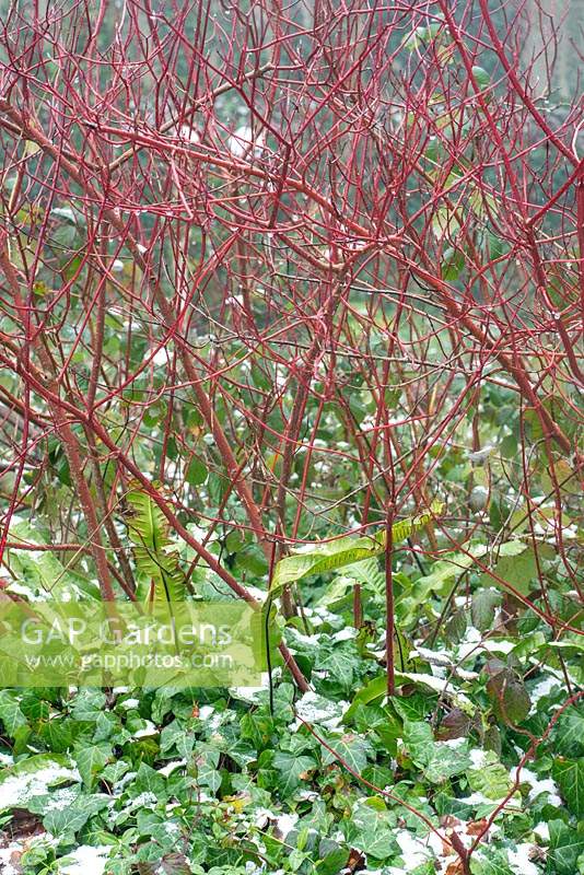 Cornus - Dogwood stems