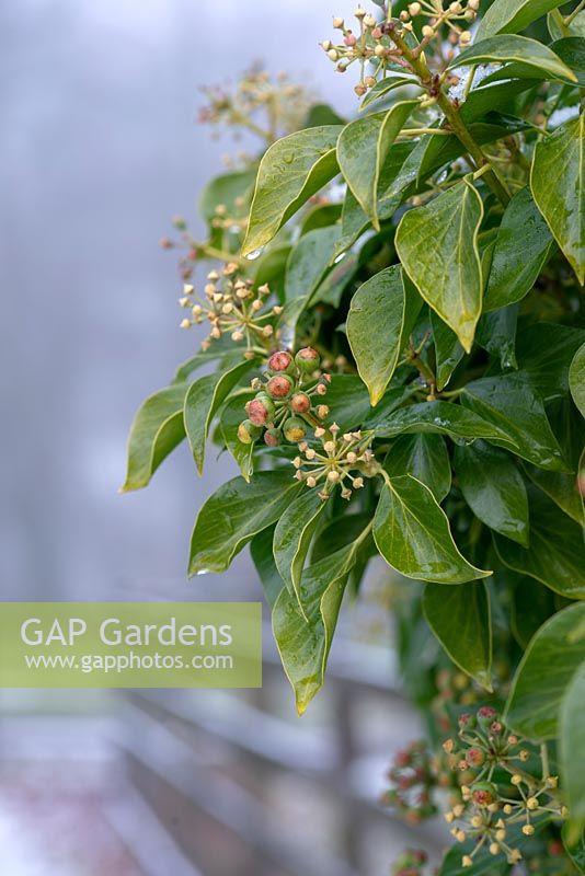 Hedera - Ivy berries