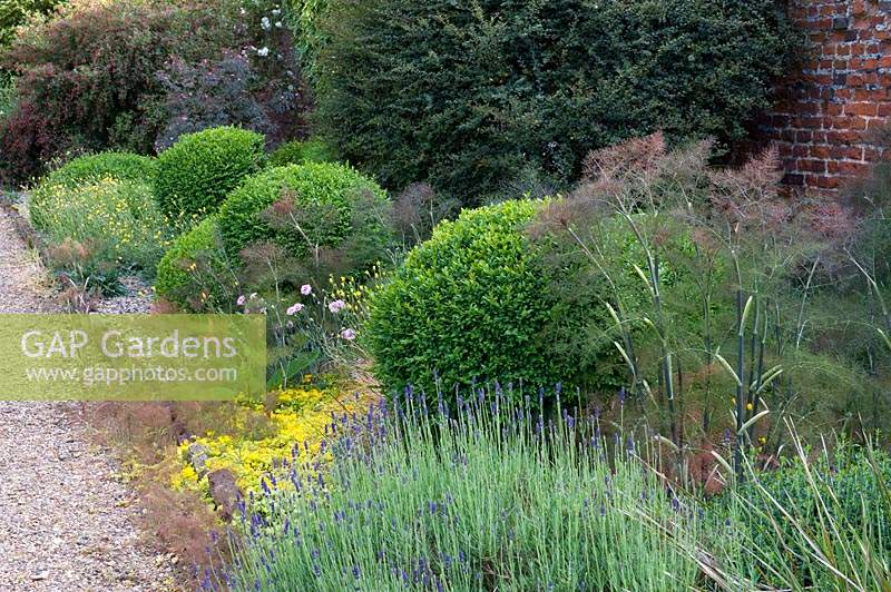 Foeniculum and Lavandula with Buxus spheres in summer border.
